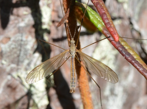 Tipula luteipennis male