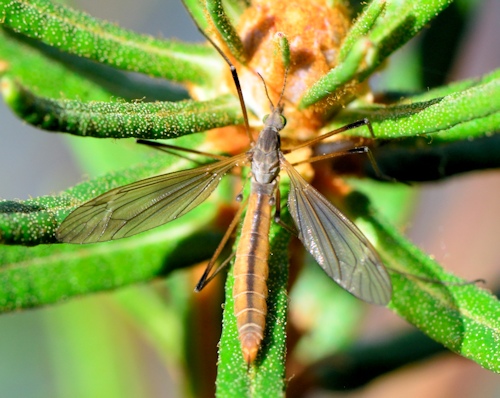 Tipula luteipennis female
