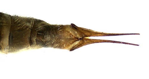 Tipula luteipennis female dorsal
