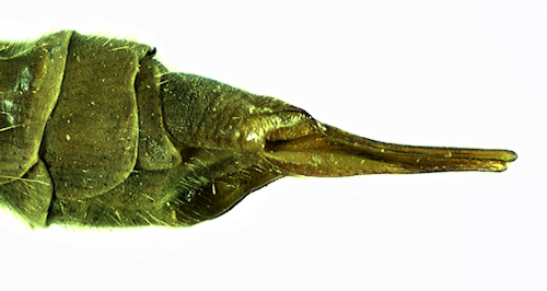 Tipula luteipennis female lateral