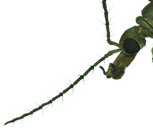Tipula luteipennis head