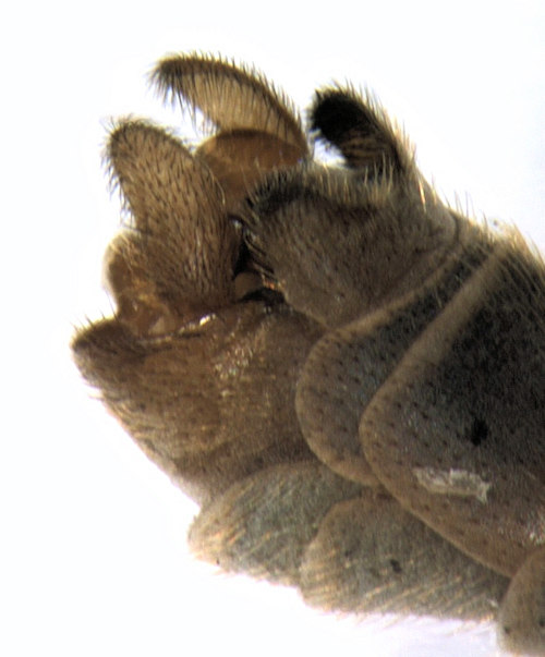 Tipula luteipennis lateral dorsal