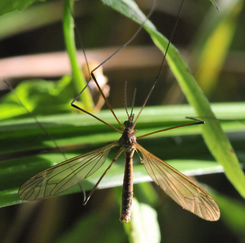 Tipula luteipennis