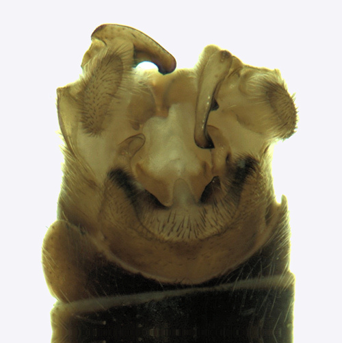 Tipula luteipennis dorsal