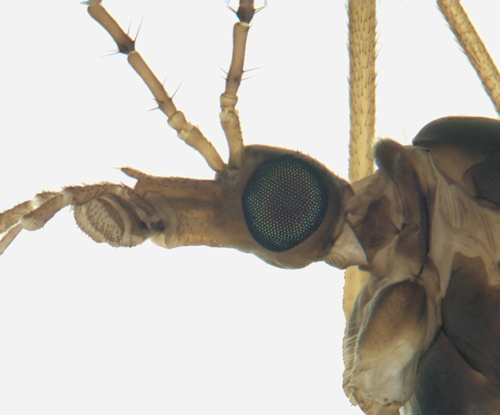 Tipula luteipennis head