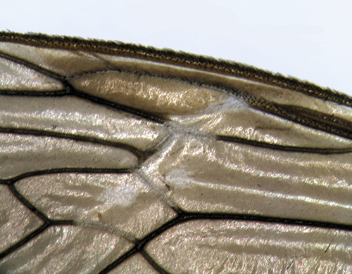 Tipula luteipennis wing detail