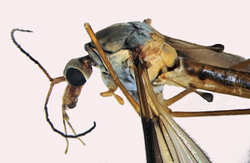 Tipula marginella head