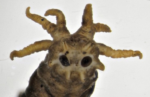 Tipula maxima larva