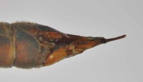 Tipula maxima ventral