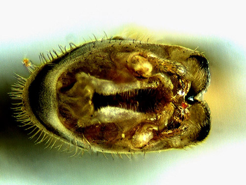 Tipula melanoceros caudal
