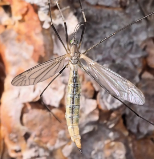 Tipula melanoceros female