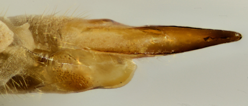 Tipula melanoceros lateral