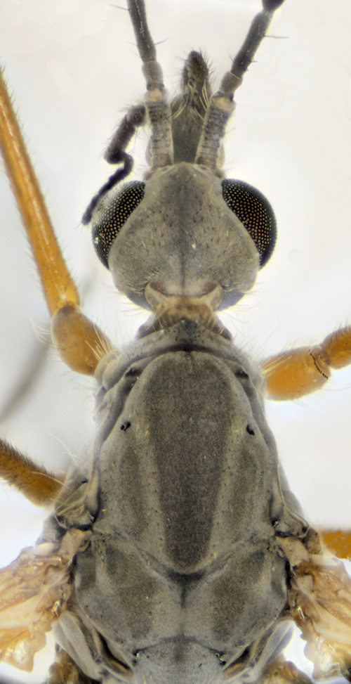 Tipula melanoceros head