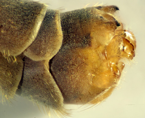 Tipula melanoceros lateral