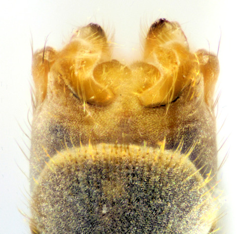 Tipula melanoceros ventral