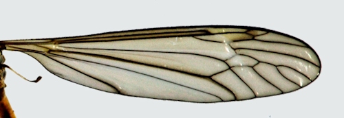 Tipula melanoceros wing