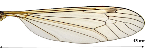 Tipula moesta wing