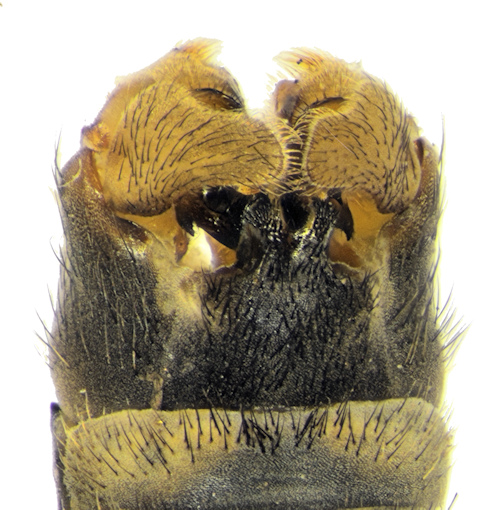 Tipula montium male dorsal