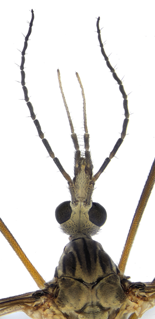 Tipula montium male head
