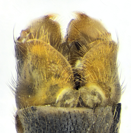 Tipula montium male ventral