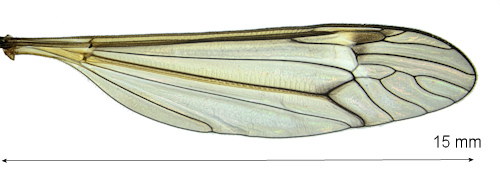 Tipula montium wing