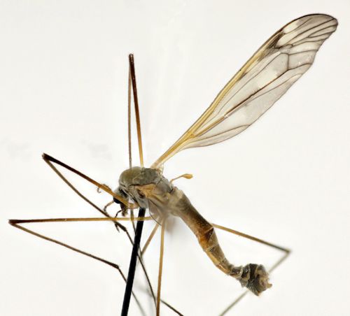 Tipula mutila