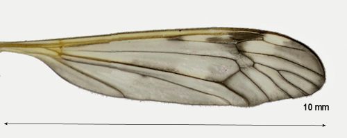 Tipula mutila wing