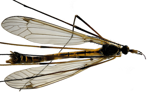 Tipula nodicornis male