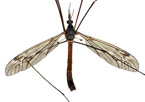 Tipula nubeculosa