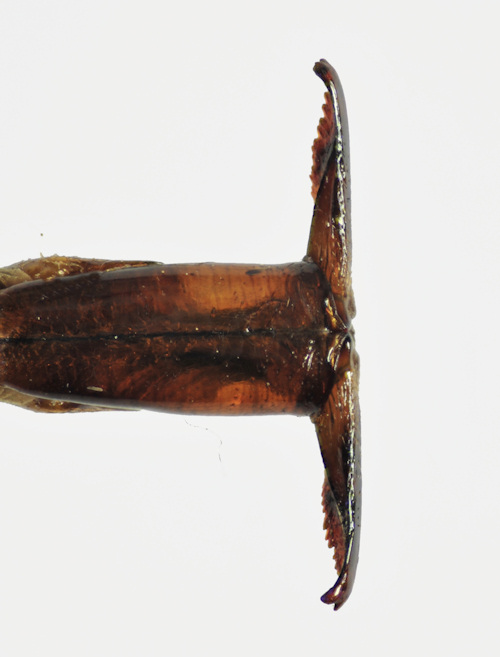 Tipula nubeculosa female dorsal
