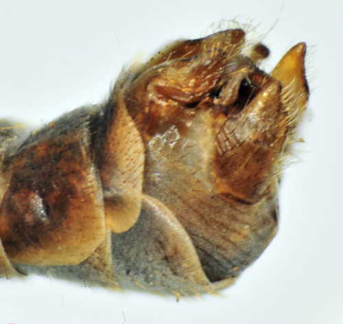 Tipula nubeculosa lateral