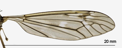 Tipula nubeculosa wing
