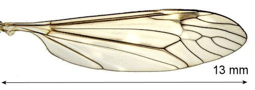 Tipula obsoleta wing