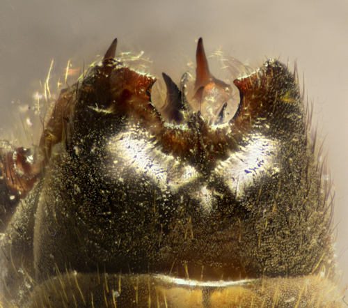 Tipula octomaculata dorsal