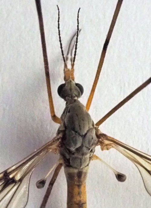 Tipula octomaculata head