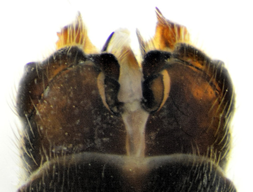 Tipula octomaculata ventral