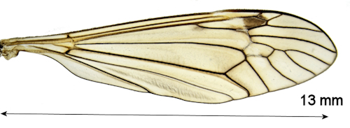 Tipula pabulina wing
