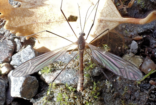 Tipula pagana