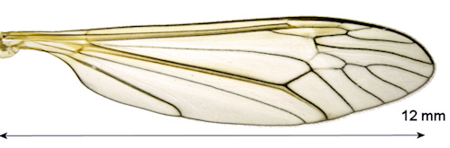 Tipula pagana wing