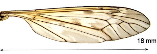 Tipula pallidicosta wing