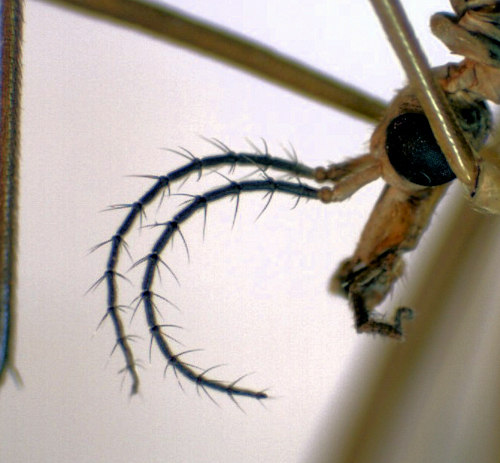 Tipula paludosa antenna