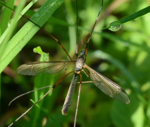 Tipula paludosa