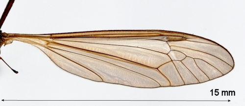 Tipula paludosa wing