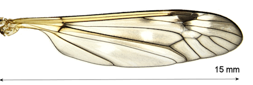 Tipula pauli wing
