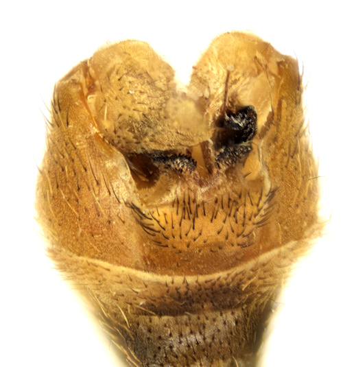Tipula pierrei male dorsal
