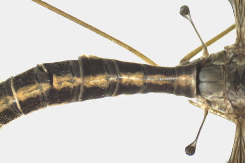 Tipula pierrei female abdomen