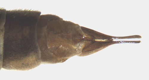 Tipula pierrei female dorsal