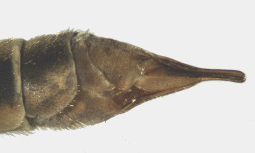 Tipula pierrei female lateral