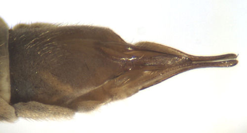 Tipula pierrei female ventral