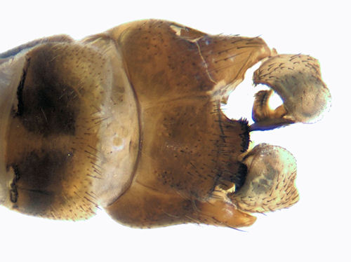 Tipula pierrei male dorsal